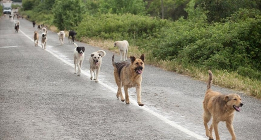 Администрация Оренбурга снова не нашла подрядчика на отлов бездомных собак