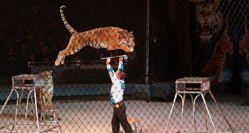 Деньги на капремонт оренбургского цирка частично выделят из бюджета области