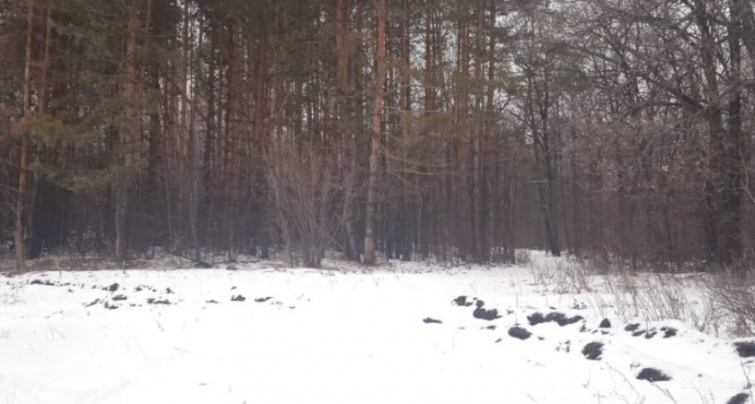 В лесополосе Оренбурга нашли обгорелый труп мужчины 