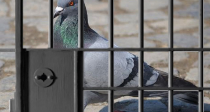 Оренбургский суд запретил голубям летать