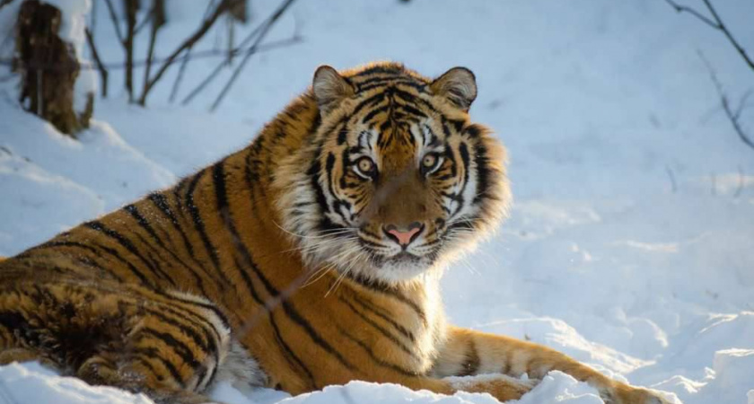 Тигр Гектор, покалеченный в зверинце Оренбургской области, проходит реабилитацию на Дальнем Востоке