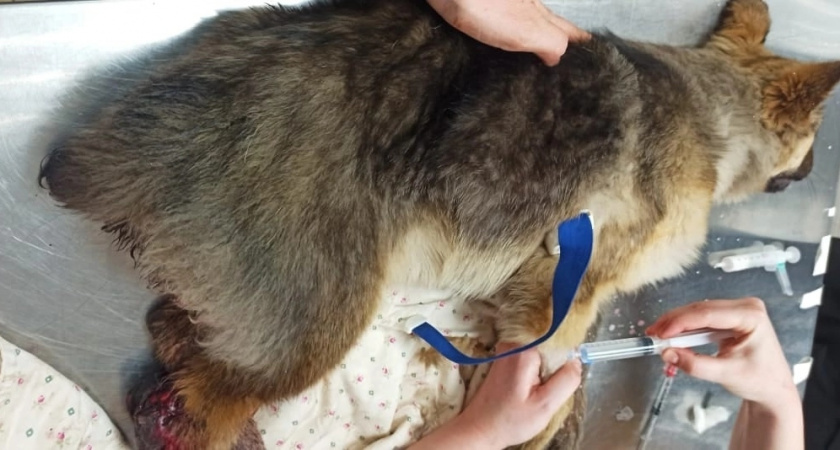 Оренбургские волонтеры пытаются спасти собаку, попавшую под поезд