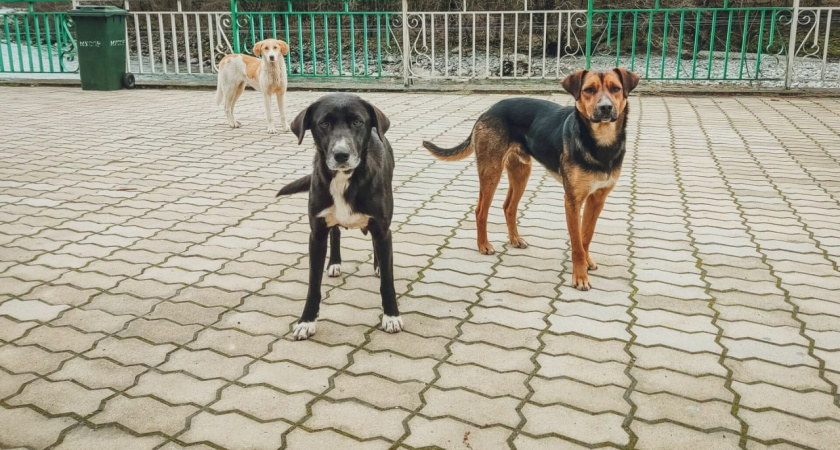 Администрация Оренбурга выплатит грант на отлов бездомных собак