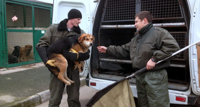 Оренбургие приюты для бездомных животных отказались сотрудничать с новым подрядчиком по отлову собак
