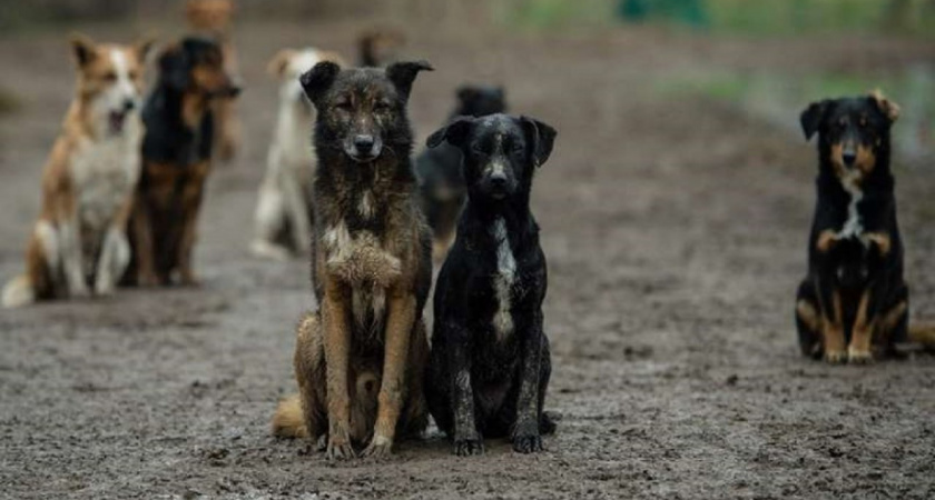 Андрей Федосов: « Я против того, чтобы налоги уходили на приюты для собак»