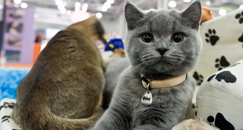 Незаконная выставка котов в Орске вызвала возмущение Россельхознадзора