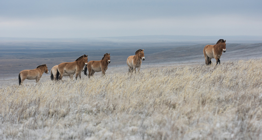 Как живут лошади Пржевальского в Оренбургском заповеднике