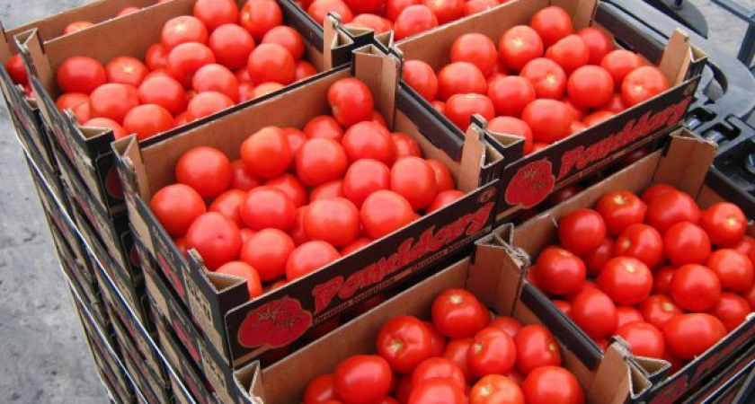 В Оренбуржье пытались ввезти 18 тонн зараженных томатов из Туркменистана