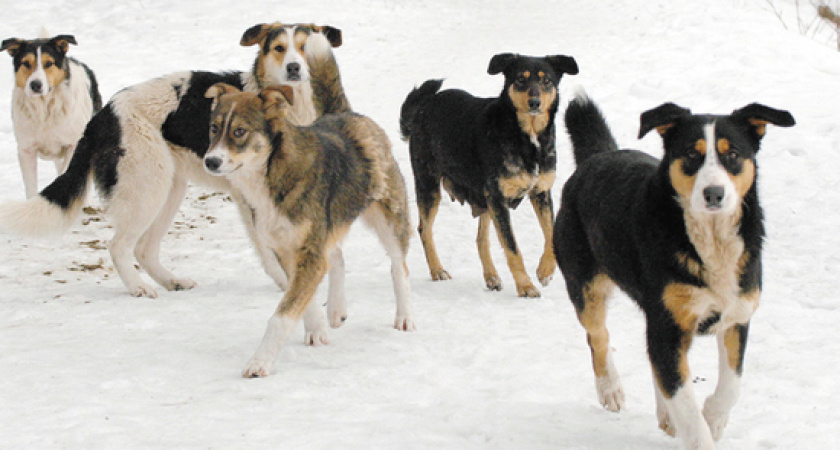 Сокращение бюджета на отлов собак вызвало недовольство в Соль-Илецке