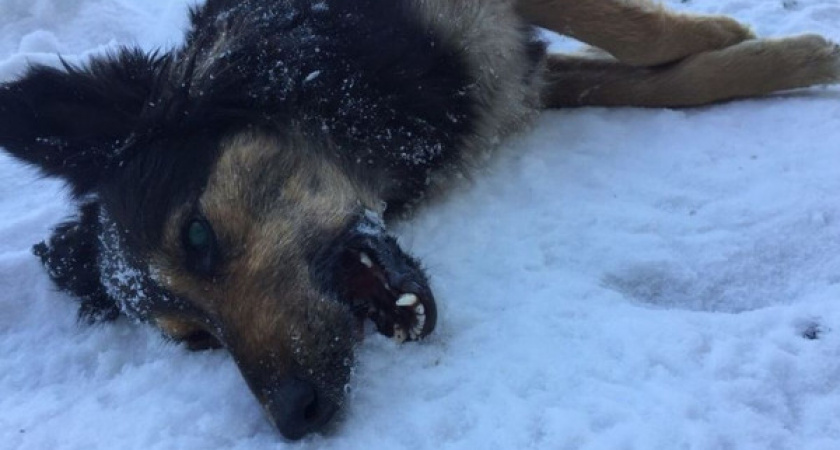 Стрелявшие в собак в Оренбурге вызвали возмущение зоозащитников и прохожих