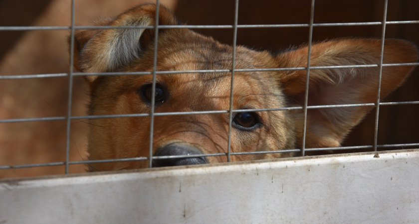 Приют для животных в Оренбурге на грани закрытия: Волонтеры просят о помощи в сборе средств