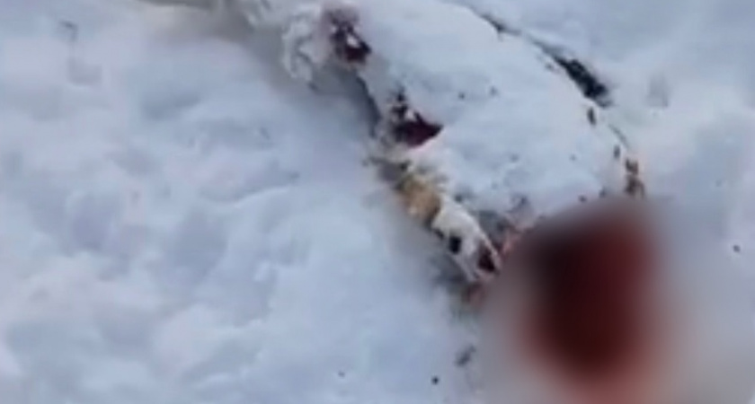 В Оренбурге на Ипподромной нашли разорванную собаку