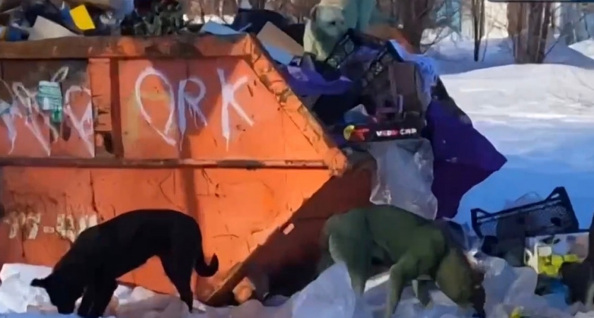 В Оренбурге заметили зеленых собак