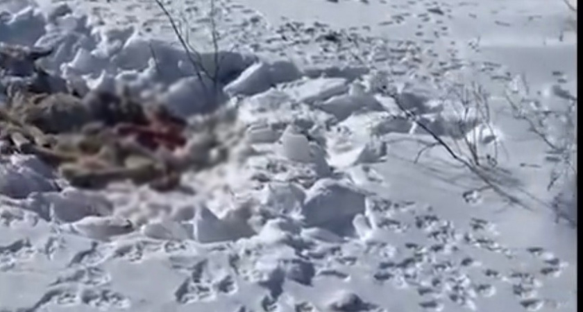 В военном охотхозяйстве в Оренбуржье псы загрызли несколько косуль