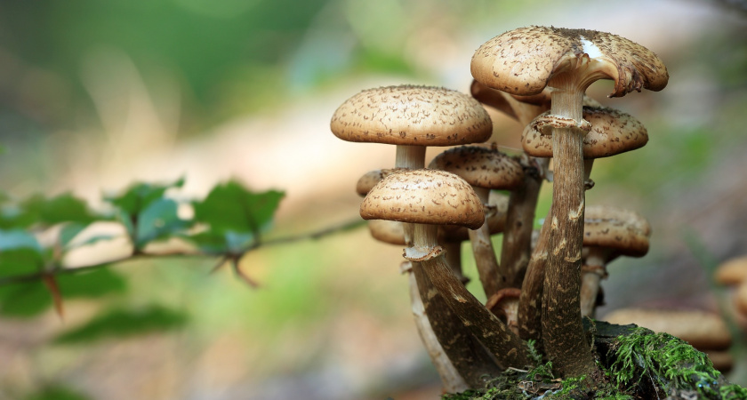 В Оренбургской области отравилась грибами семья из четырех человек