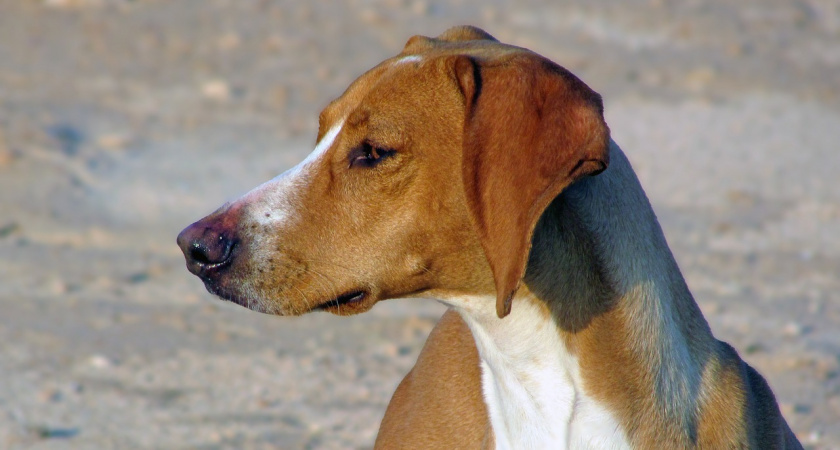 В Оренбургской области вводят обязательную регистрацию домашних собак с июля