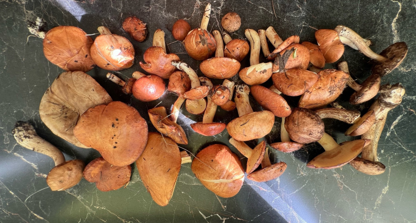 Жители Оренбуржья собирают в лесах полные корзины грибов и ягод
