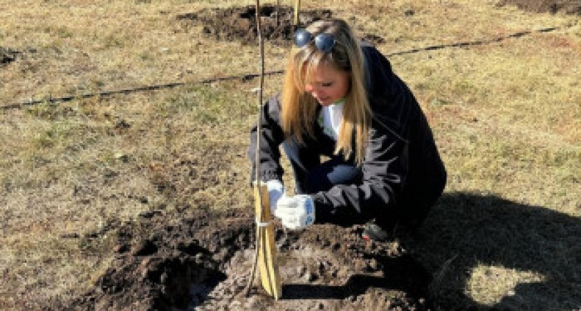 В Оренбурге на территории "Аллеи детства" высажено 30 саженцев липы и рябины