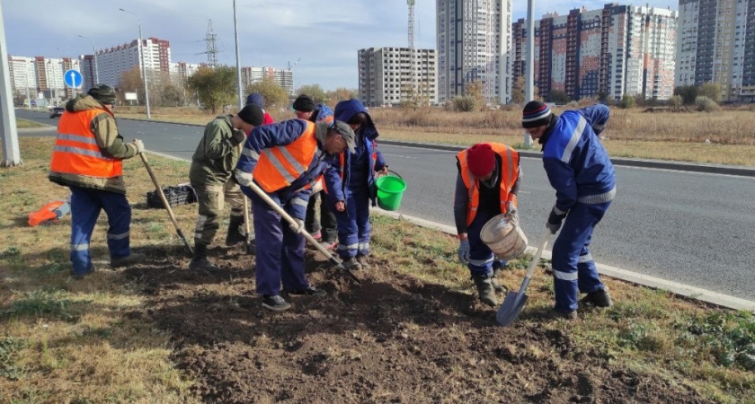 В Оренбурге разделительную полосу на Рокоссовского засадили сортовыми тюльпанами