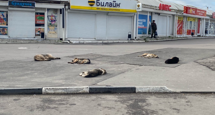 В Оренбургской области бездомная собака укусила ребенка