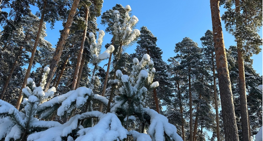 В Оренбуржье утверждено около 600 патрульных маршрутов для охраны леса