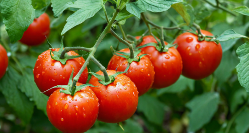 С трёх кустов — вагон томатов: этот приземистый гибрид успеет завалить все вокруг помидорами даже в холодное лето