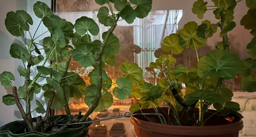 Всего одну крошку в горшок — и бутоны герани лезут даже на молодых черенках, а листья не пожелтеет