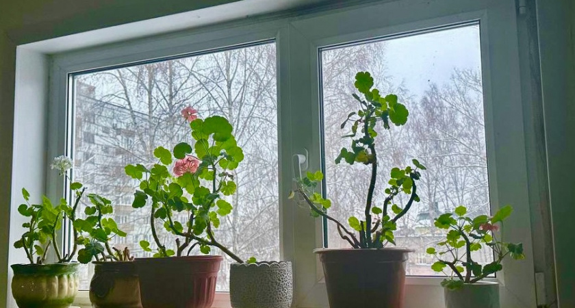 Всего одну крошку в горшок — и бутоны герани лезут даже на молодых черенках, а листочки не пожелтеет