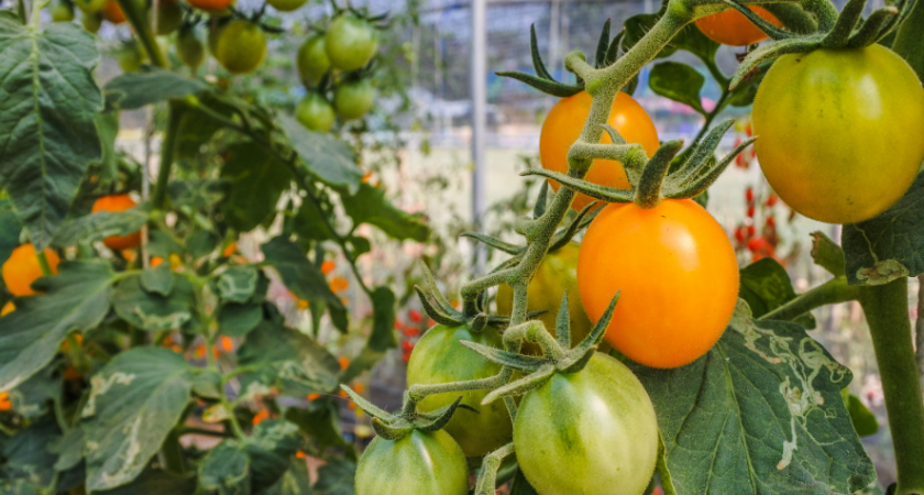 Помидоры будете собирать ведрами: этот сорт не болеет, отдает урожая 7 кг с куста, а плоды на вкус — чистый мед 