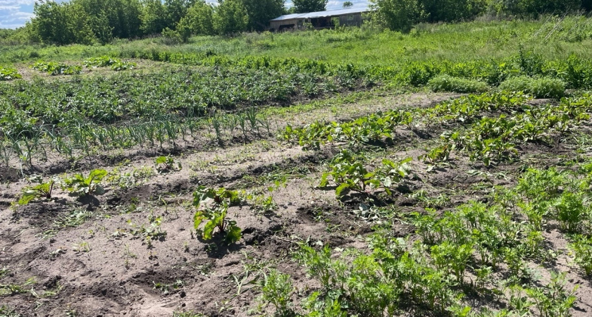Миска крупы вместо 10 кг навоза: бросаем на выпавший снег - весной земля приятнее шелка