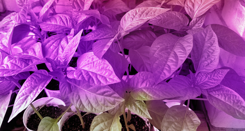 Крошу 1 таблетку в воду для полива — любая рассада всходит моментально — секрет опытных огородников