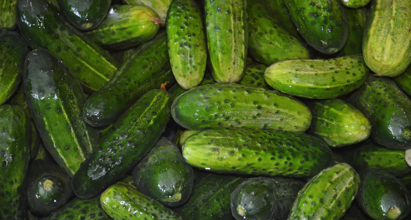 Не огурчики, а подарок: завязываются в холод и в дождь — урожай через 35 дней сможете собирать ведрами ежедневно