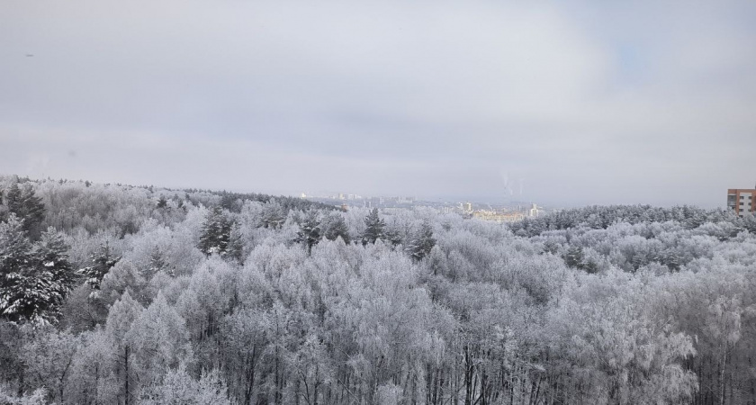 Мужчина в Оренбуржье выплатит 4,7 миллиона рублей штрафа за нелегальную вырубку леса
