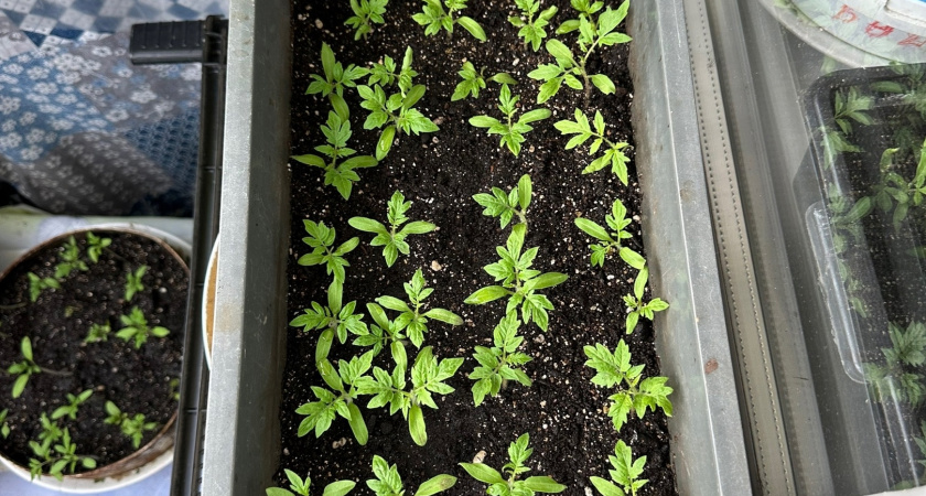 2 ложки в грунт — и рассада образцовая, как в питомнике: жалко прореживать эту зелёную «щётку»