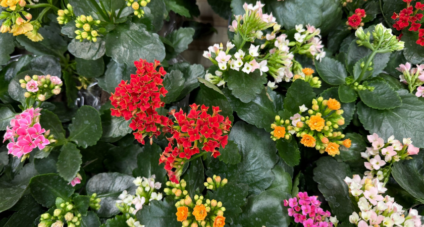 Городской ландшафт Оренбурга пополнится новыми цветами