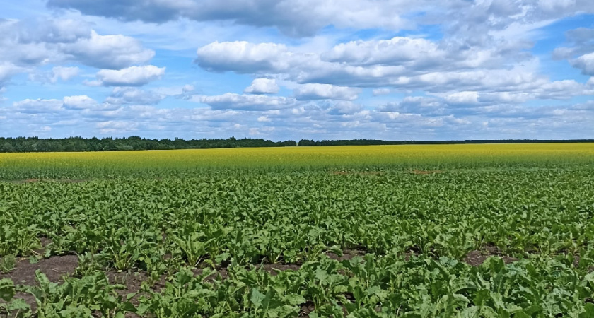 В 2025 году для зерновых и масличных культур выделено свыше 2500 тысячи гектаров