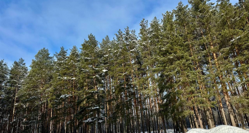 В Оренбургской области восстановили более 6 тысяч гектаров леса