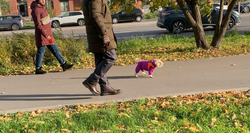 Фото к статье: В Оренбурге продолжают чистить улицы 