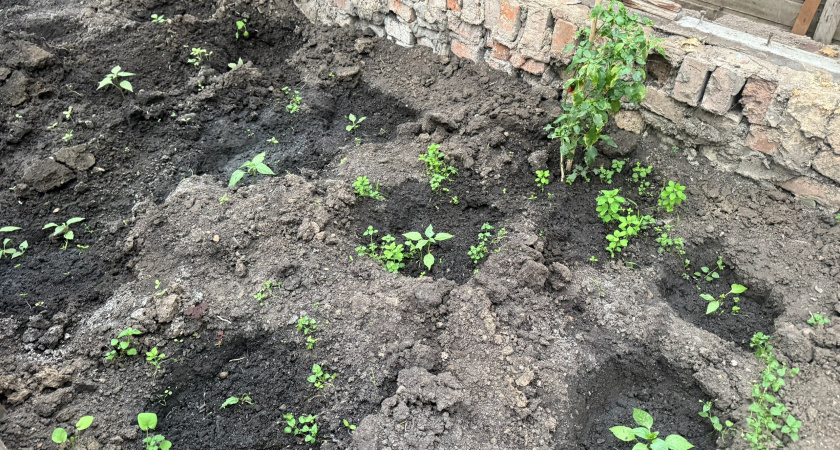 Обработка сорняков и посадка цветов: что теперь не стоит делать на даче, чтобы не получить штраф. Запомните раз и навсегда