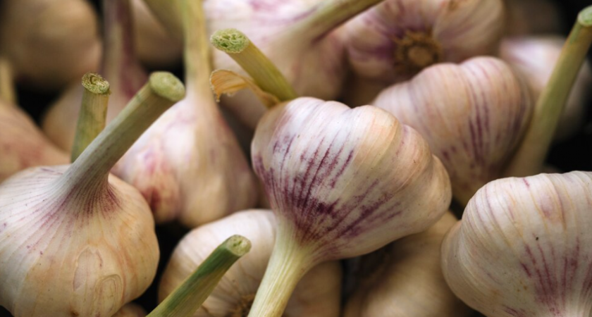 С 1 по 10 мая чесноку — обязательно: 40 гр. в воду — и головки размером с дыню