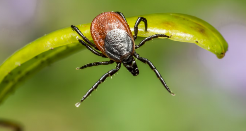 Клещи ненавидят этот запах: копеечное средство защищает лучше магазинных спреев
