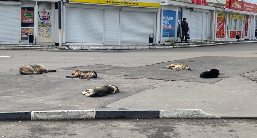 В Оренбурге стая бездомных собак напала на кошку 