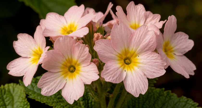 Нашла отличную замену розам - дивный многолетник для лентяев: идеален для северных регионов и южных 