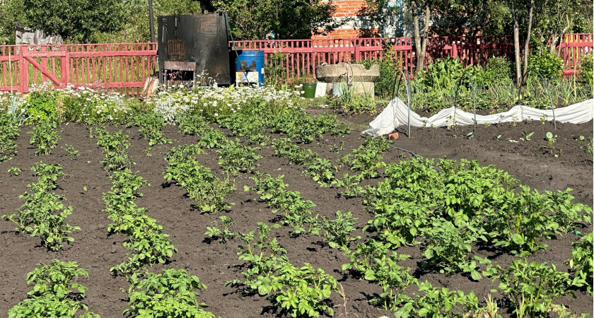 Дачники схватились за сердце: за картошку на даче будут штрафовать: россияне обомлели от нового правила с 1 июня