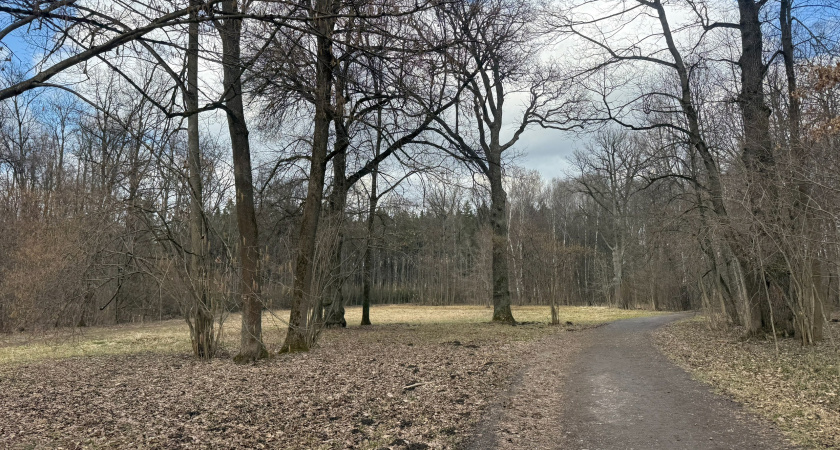 В Оренбуржье усилят контроль над лесными пожарами