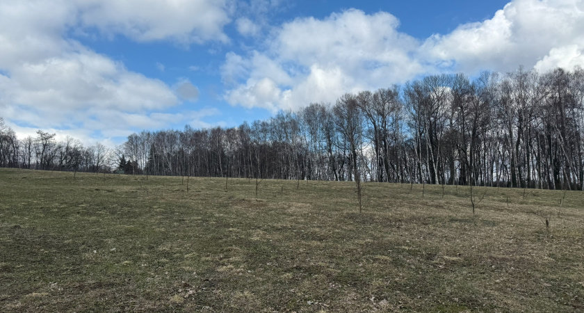 В шести районах Оренбуржья закроют доступ в лес