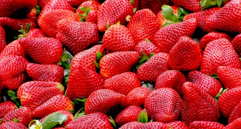 Подвязываю клубнику секретным способом и собираю ягоды ведрами: так быстрее зреет, и вредители не добираются до кустов 