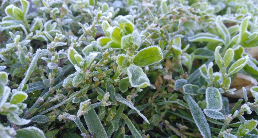 Ночью заморозки до - 5, днем ливни: Вильфанд дал точный прогноз на третью декаду мая