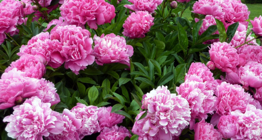 Для мощных шапок пионам — обязательно: 5 ложек в грунт — и бутоны будут лезть без остановки, аромат на 1 км в округе 