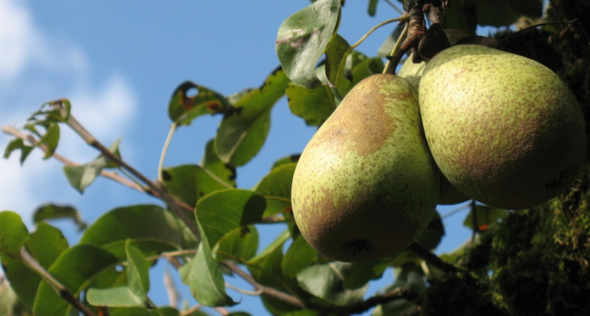 Через 4 дня после цветения груше — обязательно: 2 ведра под дерево — и плоды слаще меда и крупнее кабачков 